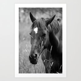 Horse Portrait - BW Art Print