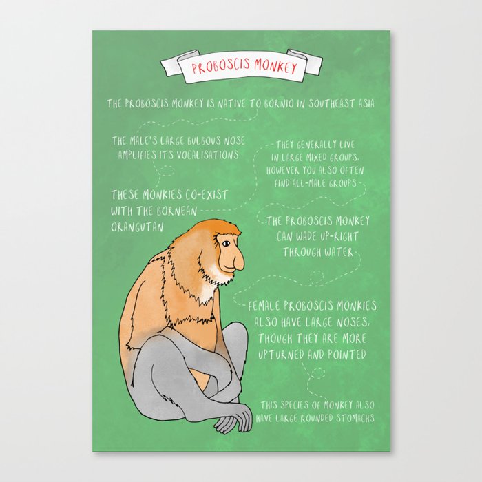 Proboscis Monkey Canvas Print