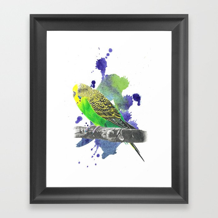 Rocker Parakeet  Framed Art Print