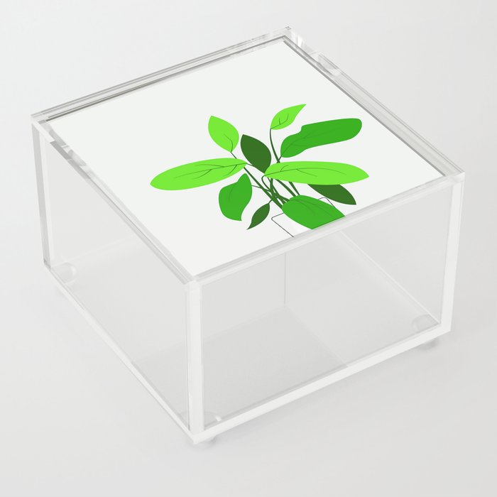 Plant Vase 2 Acrylic Box