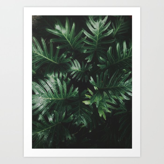 Tropical Green Plants Houseplants Garden Nature Photography Art Print