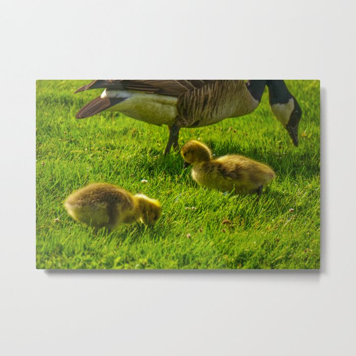 Baby Geese Metal Print