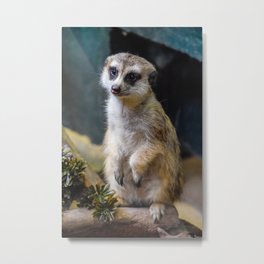 Huh? What'd you Say?? Metal Print | Mongoose, Perched, Furry, Animal, Wildlife, Leemur, Mammal, Cute, Zoo, Fur 