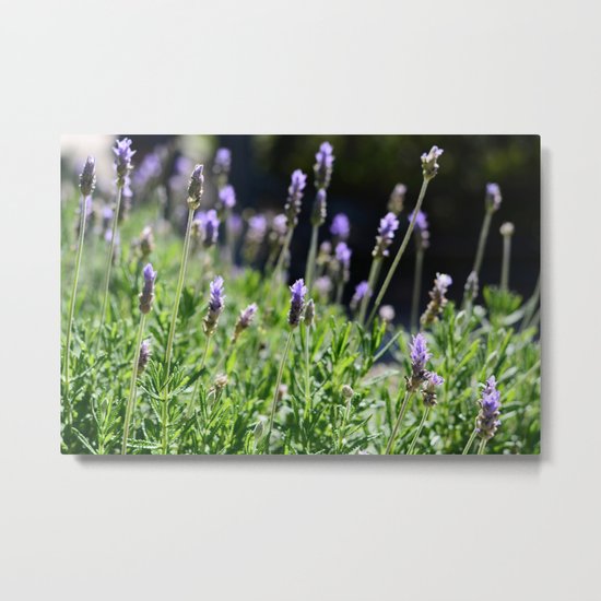 Lavender Metal Print