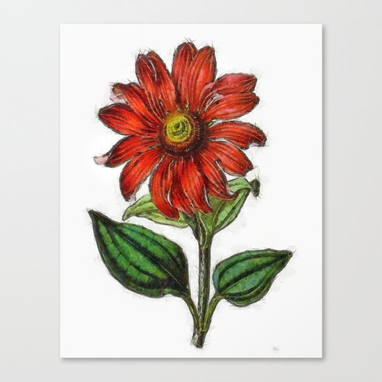 Coneflower Canvas Print