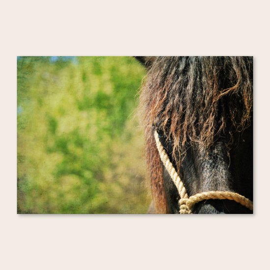 Horse Canvas Print