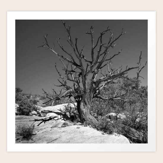 Lone Tree Art Print