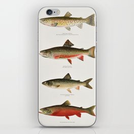Illustrated North American Freshwater Trout Game Fish Identification Chart iPhone Skin