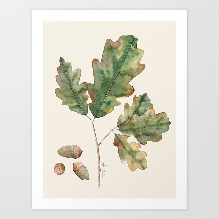 Oak tree  green leaves  Art Print