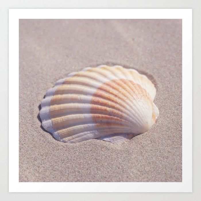 Sea shell in the sand art print - coastal beach summer travel photography Art Print