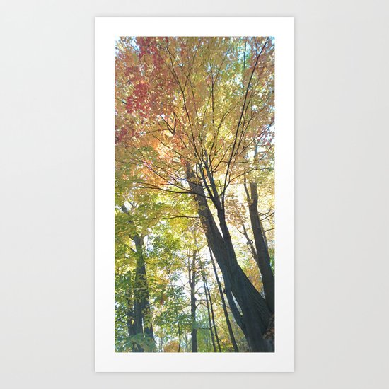 Canopy Art Print
