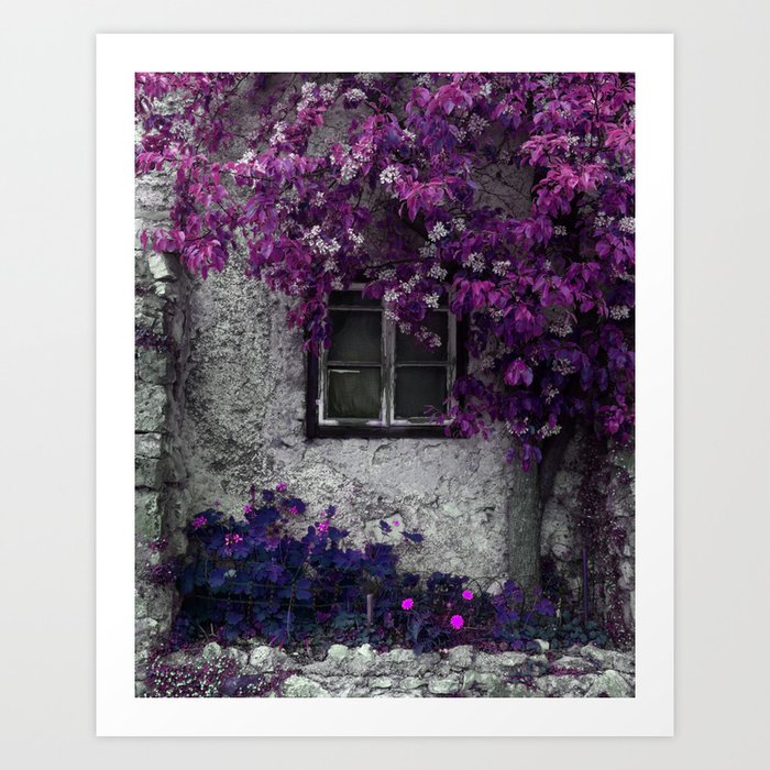 Bright Purple Vines, Window and Gray Stone Art Print