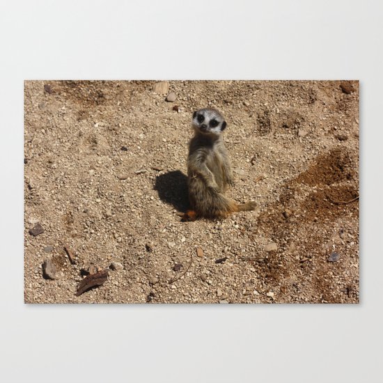 Meerkat Canvas Print