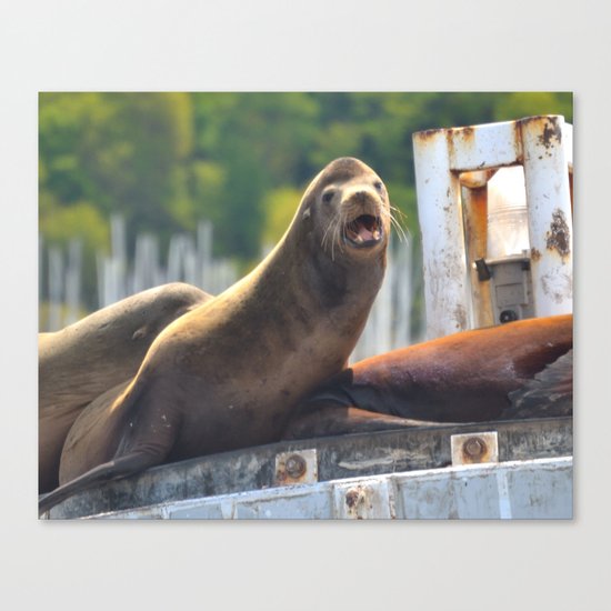Sea Lion Canvas Print