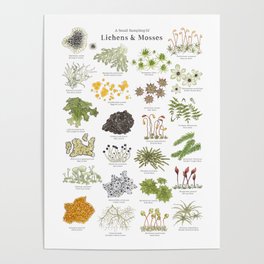 Lichens & Mosses Poster