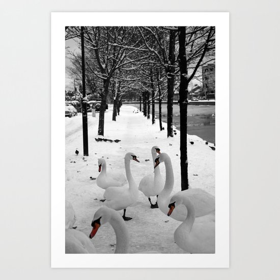 Swans in the snow Art Print