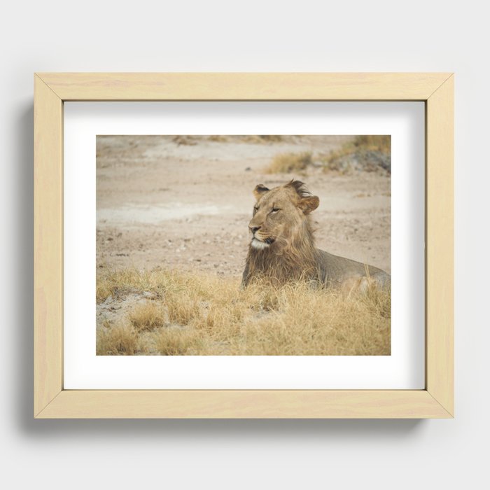 Young Lion Recessed Framed Print