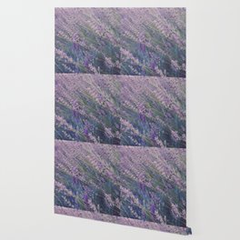 Field of Tall Wild Lavender Plants Wallpaper