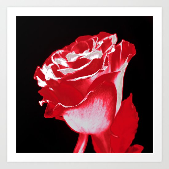 Colorful Rose P Art Print