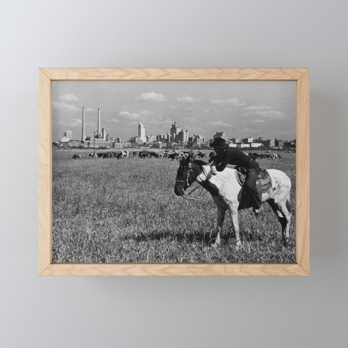 Cowboy Watching Over A Herd Of Cattle - Dallas Texas 1945 Framed Mini Art Print