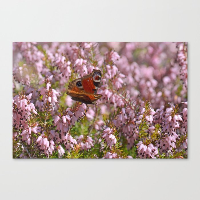 Butterfly 86 Canvas Print