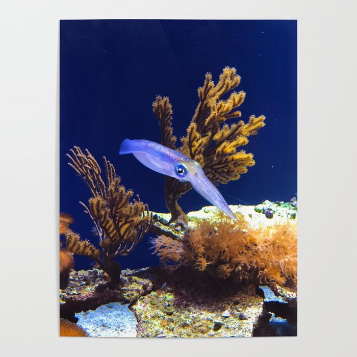 Solitary Squid Poster