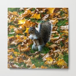 Grey Squirrel. Metal Print | Squirrel, Photo, Mammal, Leaves, Tail, Cashe, Fur, Redsquirrel, Fall, Nuts 