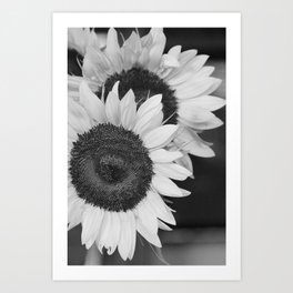 Sunflowers6 Art Print