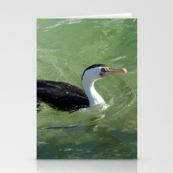 Pied Cormorant Stationery Cards