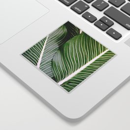 Big Leaves - Tropical Nature Photography Sticker