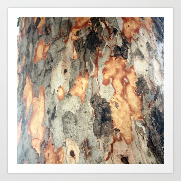 Peeling Scales Of Eucalyptus Tree Bark Art Print
