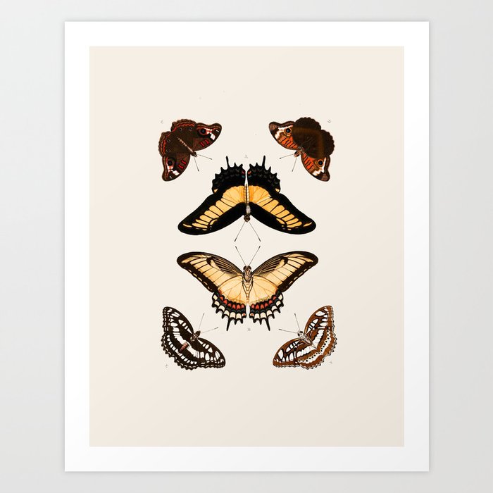 Vintage Butterfly Chart II Art Print by fineearthprints ...
Vintage Butterfly Chart