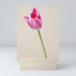 Pastel colored Dutch tulip photo Fine Art Print Mini Art Print