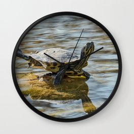 cute turtles rest at sun on pond Wall Clock