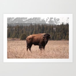 Bison Art Prints For Any Decor Style Society6
