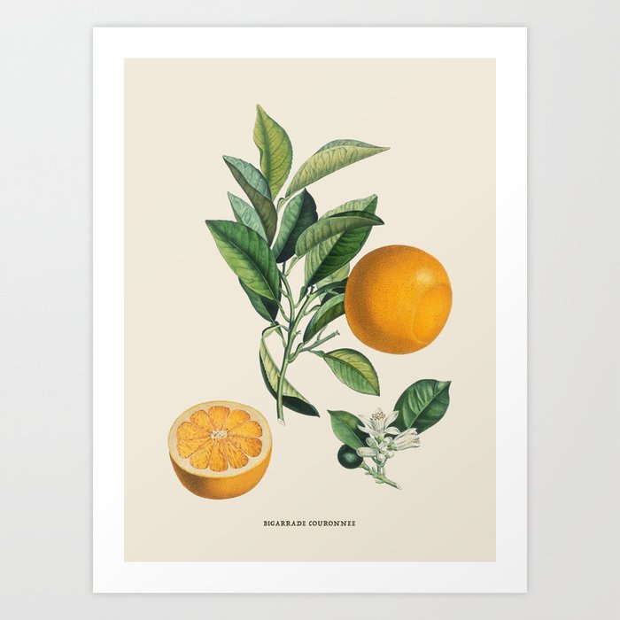 Orange Antique Botanical Illustration Art Print