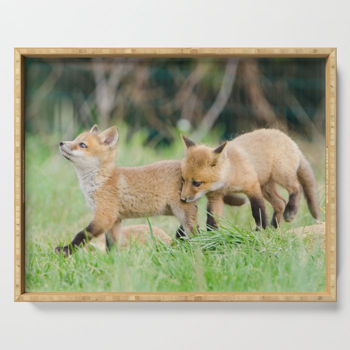 Head Held High - Baby Red Fox Pups Photograph Serving Tray And Other Merch