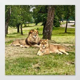 South Africa Photography - Two Beautiful Lions Laying On The Grass Canvas Print