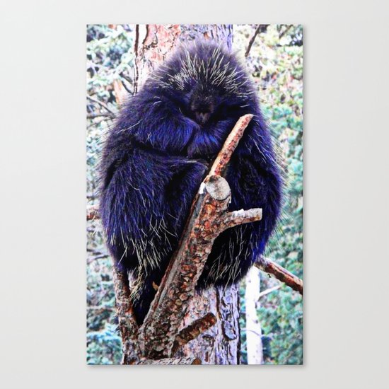 Lazy Porcupine Canvas Print