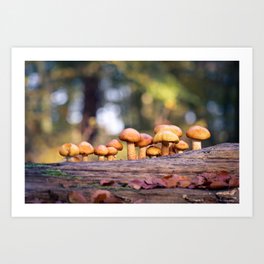Mushrooms | Autumn | Forest | Nature photography by Margriet Verkuijlen Art Print