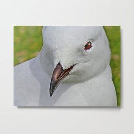 Elfi Metal Print | Photo, Beak, Love, Typography, White, Seagull, Face, Animal 