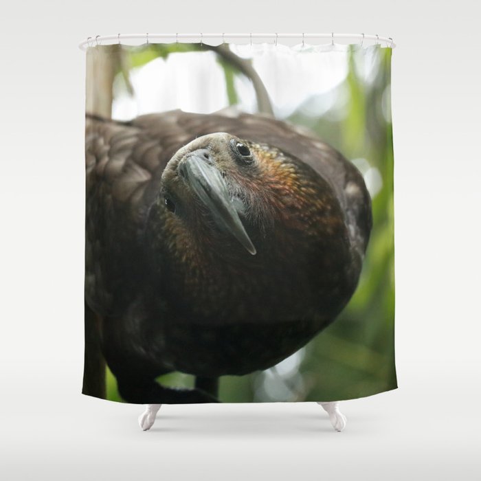 Kaka : New Zealand Endemic Shower Curtain