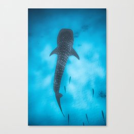 whale shark sand Botton Canvas Print