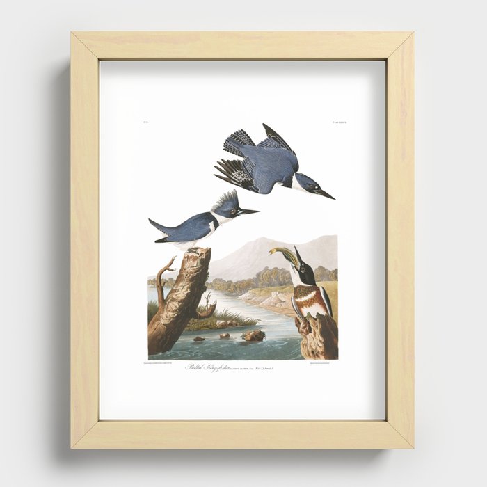 Belted Kingfisher (Audubon) Recessed Framed Print