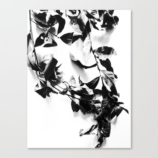 Bay leaves 4 Canvas Print