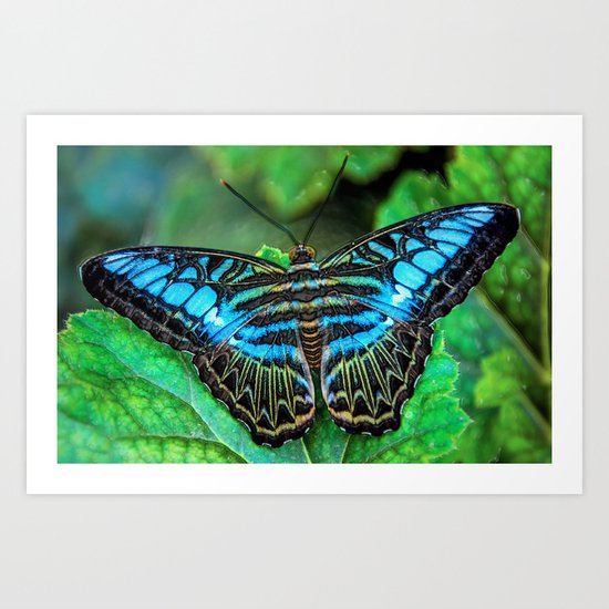 BUTTERFLY BLUE Art Print