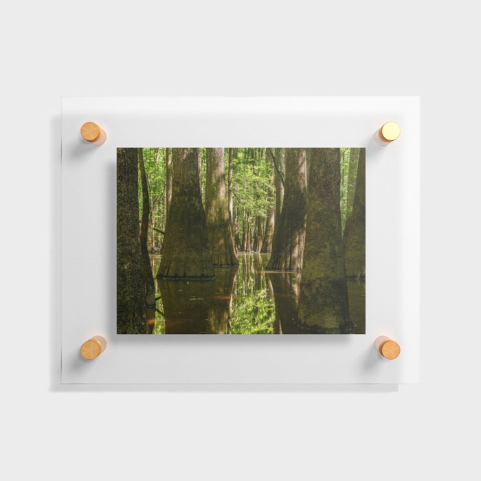 Cypress Swamp  Floating Acrylic Print