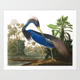 Louisiana Heron by John James Audubon Art Print