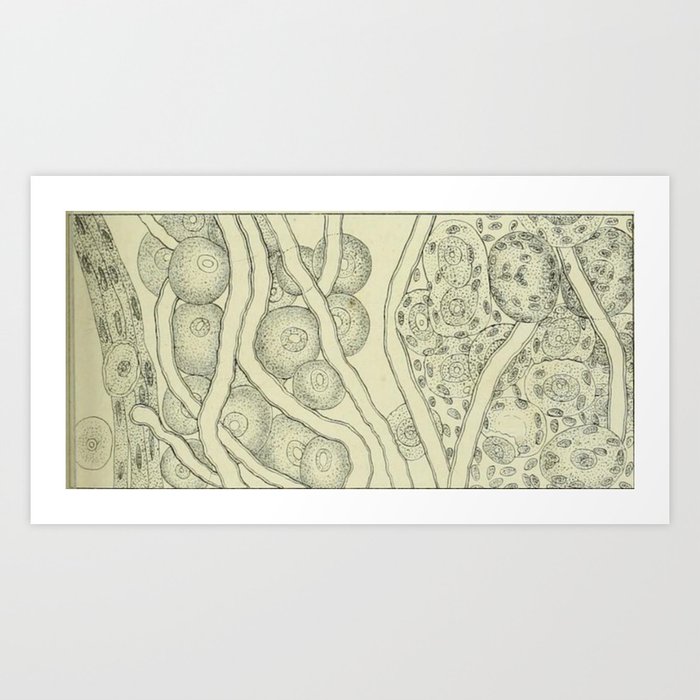 Vintage Cell Biology Art Print