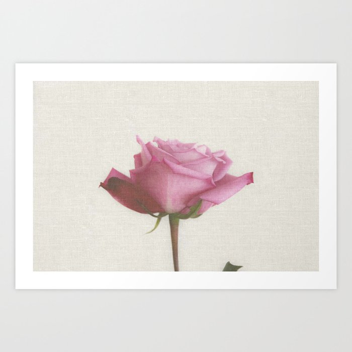 Linen Rose Art Print